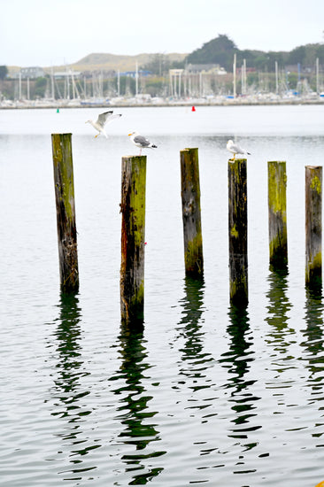 Bodega Bay is just 20 minutes from our Sebastopol Estate Vineyard wine tasting room.