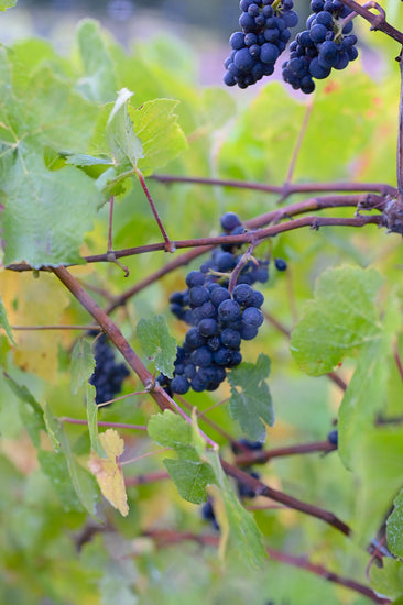Close up of a single Pinot Noir grape cluster ripening on the vines of our award-winning Sonoma Coast Pinot Noir Estate Vineyard.