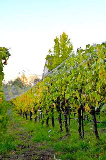Pinot Noir grapes for our 2023 Sonoma Coast Pinot Noir Vintage draped on netting to protect the harvest from critters.