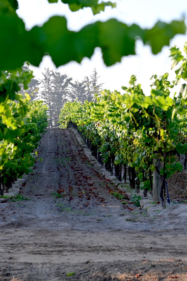 Russian River Valley Pinot Noir vineyard where Three Sons grapes are grown.