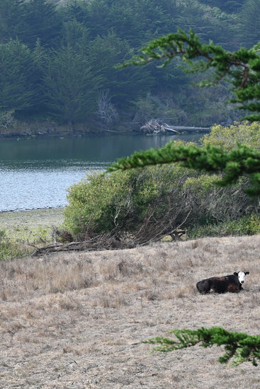 A cow rests on the banks of the Russian River which nourishes the vineyards where our grapes are grown.