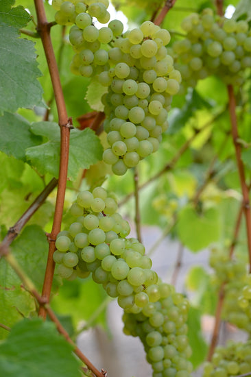 Chardonnay Clone 17 on 114 root stock grapes for our 2023 harvest grown exclusively for Halleck Vineyard at Balletto Vineyards.
