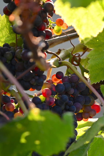 Rooted in Lodi Certified Sustainable viticulture practices, these grapes flourish in gold ridge sandy clay loam soil, ensuring excellent drainage and a wine that speaks of its extraordinary origin.