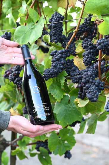 Amidst the captivating vineyards of Balletto Vineyards, our Halleck Vineyard Russian River Valley Pinot Noir takes center stage.