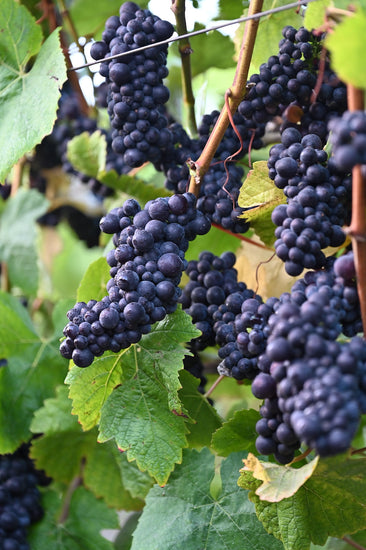 Clone 113 and 114 Pinot Noir grapes planted in 2000, thrives in the unique hillside environment, characterized by coastal foggy mornings and sunny, warm afternoons.