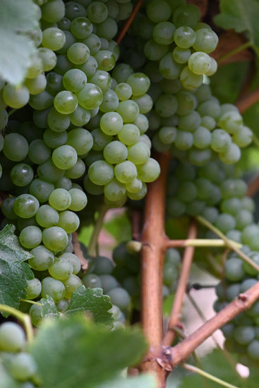 Our Russian River Valley vineyard covered with Sauv Blanc grapes for our 2023 harvest.