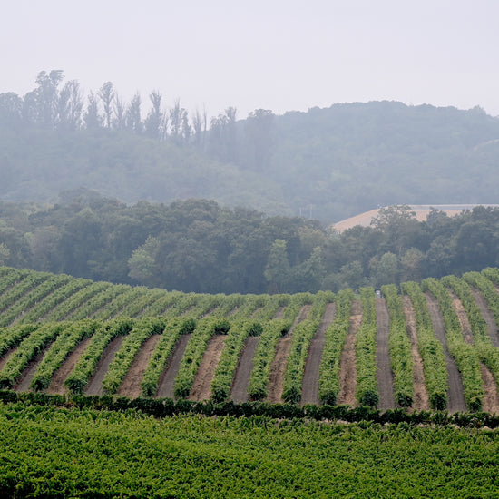 Sonoma Coast vineyards chilled by the marine later as dawn.