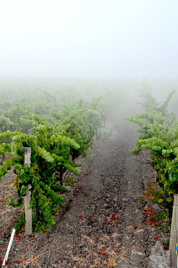 The terroir, influenced by morning to mid-afternoon marine fog layers, infuses our Chardonnay from this vineyard with a unique coastal charm.