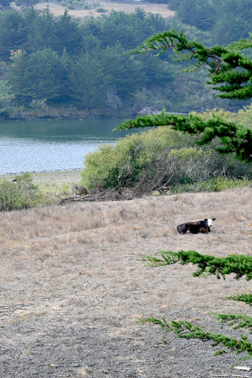 A cow rests on the banks for the Russian River near Jenner, 25 minutes from our Sebastopol Estate Vineyard wine tasting room.