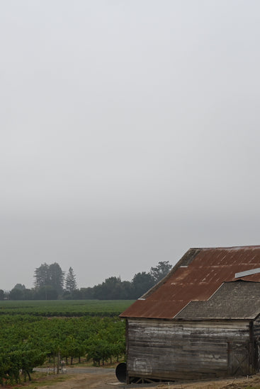 The old barn near our Sauvignon Blanc vineyard in the Russian River Valley.