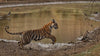 Tigers of India -  Private India Tour 2026