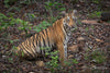 Tigers of India -  Private India Tour 2026