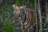 Tigers of India -  Private India Tour 2026