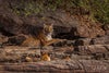 Tigers of India -  Private India Tour 2026