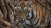 Tigers of India -  Private India Tour 2026