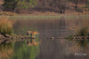 Tigers of India -  Private India Tour 2026