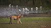 Tigers of India -  Private India Tour 2026