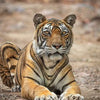 Tigers of India -  Private India Tour 2026
