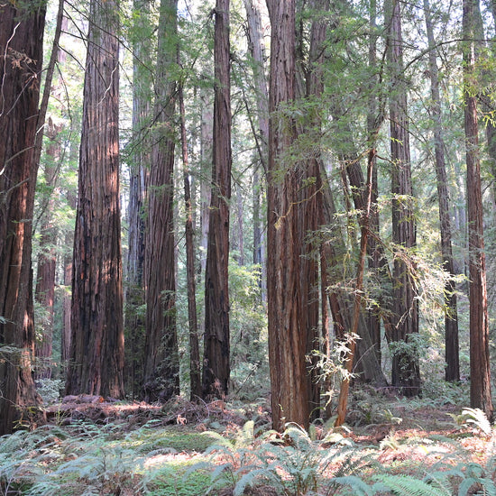 Armstrong Redwoods State Natural Reserve is just 35 minutes from the Halleck Vineyard winery tasting room.