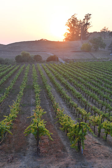 Black Knight Vineyard on the Sonoma Coast, where we grow our Clone 828 Pinot Noir grapes, at dusk.