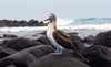 GALAPAGOS AND AMAZON ADVENTURE