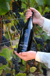 Pinot Noir Sonoma Coast Clone 828, 2022