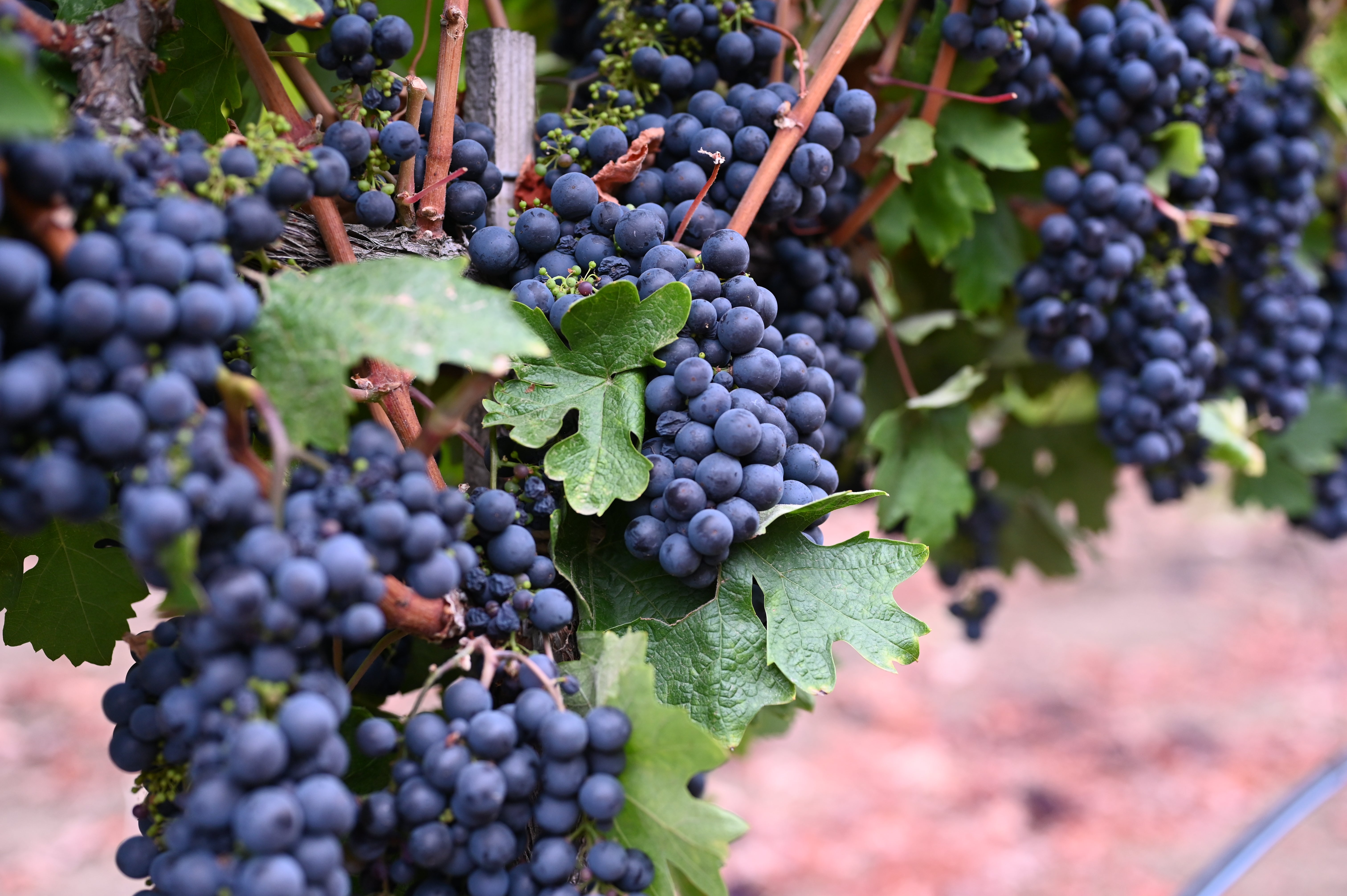 Dry White Zinfandel 2023 – Halleck Vineyard