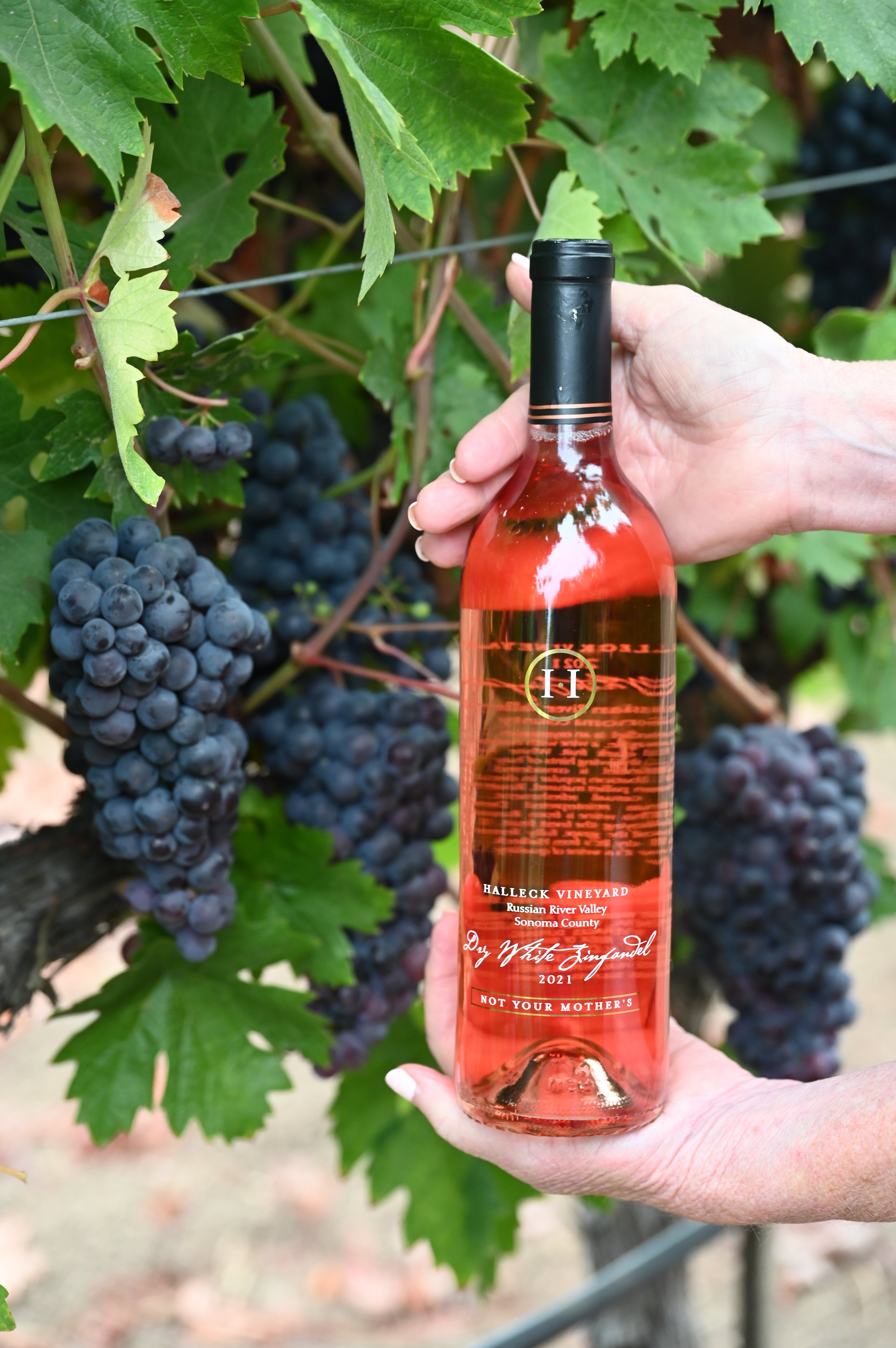 Dry White Zinfandel 2023 – Halleck Vineyard
