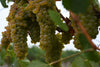 Thanksgiving Chardonnay