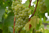 Thanksgiving Chardonnay