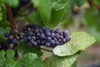 Pinot Noir Sonoma Coast Estate Grown, 2019