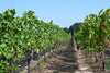 Pinot Noir Russian River Valley Perez Family Vineyard 2022