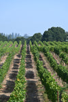 Pinot Noir Russian River Valley Perez Family Vineyard 2022