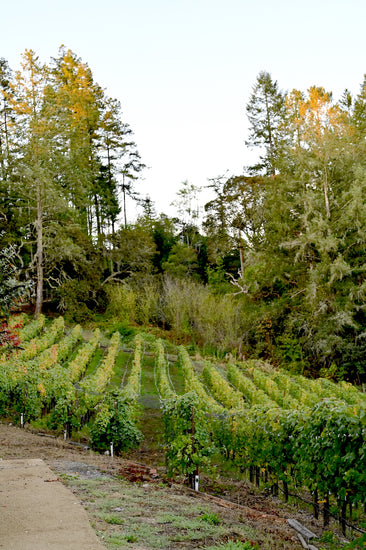 Southern view of our Sonoma Coast Pinot Noir Estate Vineyard as seen from our fire circle retreat.