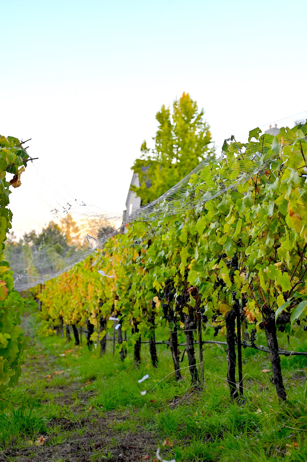 Vineyard Tours In Sebastopol
