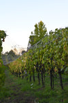 Pinot Noir Sonoma Coast Estate Grown, 2019
