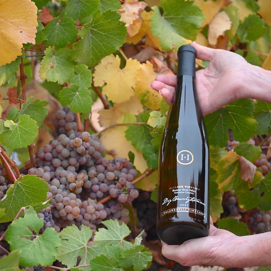 A bottle of our award winning Dry Gewurztraminer in the Calandrelli Vineyard where our grapes are grown.