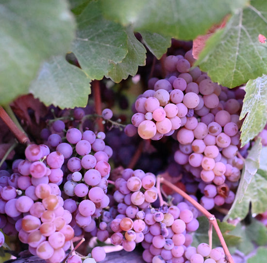 Gewurztraminer grapes for the 2023 harvest in the Russian River Valley.