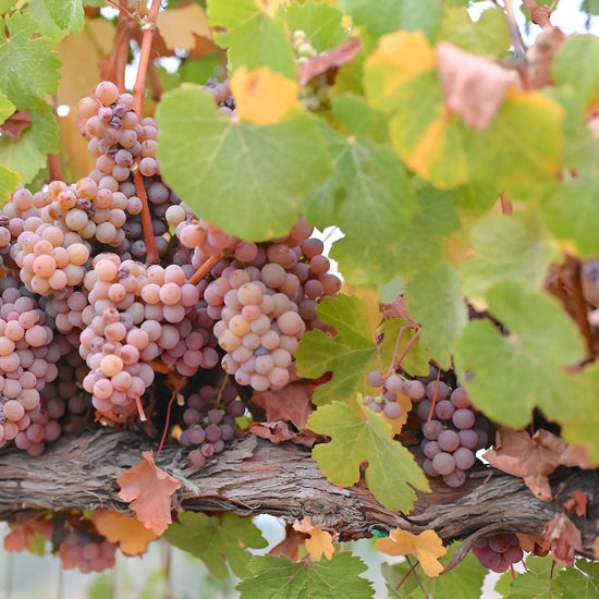 The Calandrelli Vineyard in the Russian River Valley covered in grapes for our 2023 harvest.