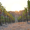 Thanksgiving Pinot Noir – Single Vineyard