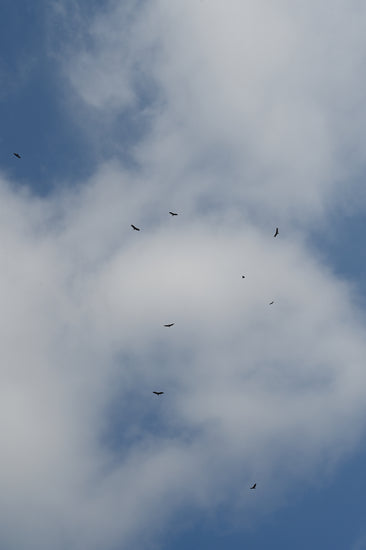 Hawks in flight over the Russian River Valley, which snakes through the vineyards of this AVA.