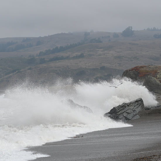 Waves crash as a seagull takes flight at Goat Rock Beach, near the mouth of the Russian River, 40 minutes from Halleck Vineyard.