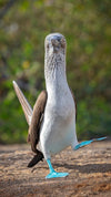 Galapagos Adventure