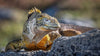 Galapagos Adventure