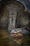 Galapagos Adventure