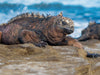 GALAPAGOS AND AMAZON ADVENTURE