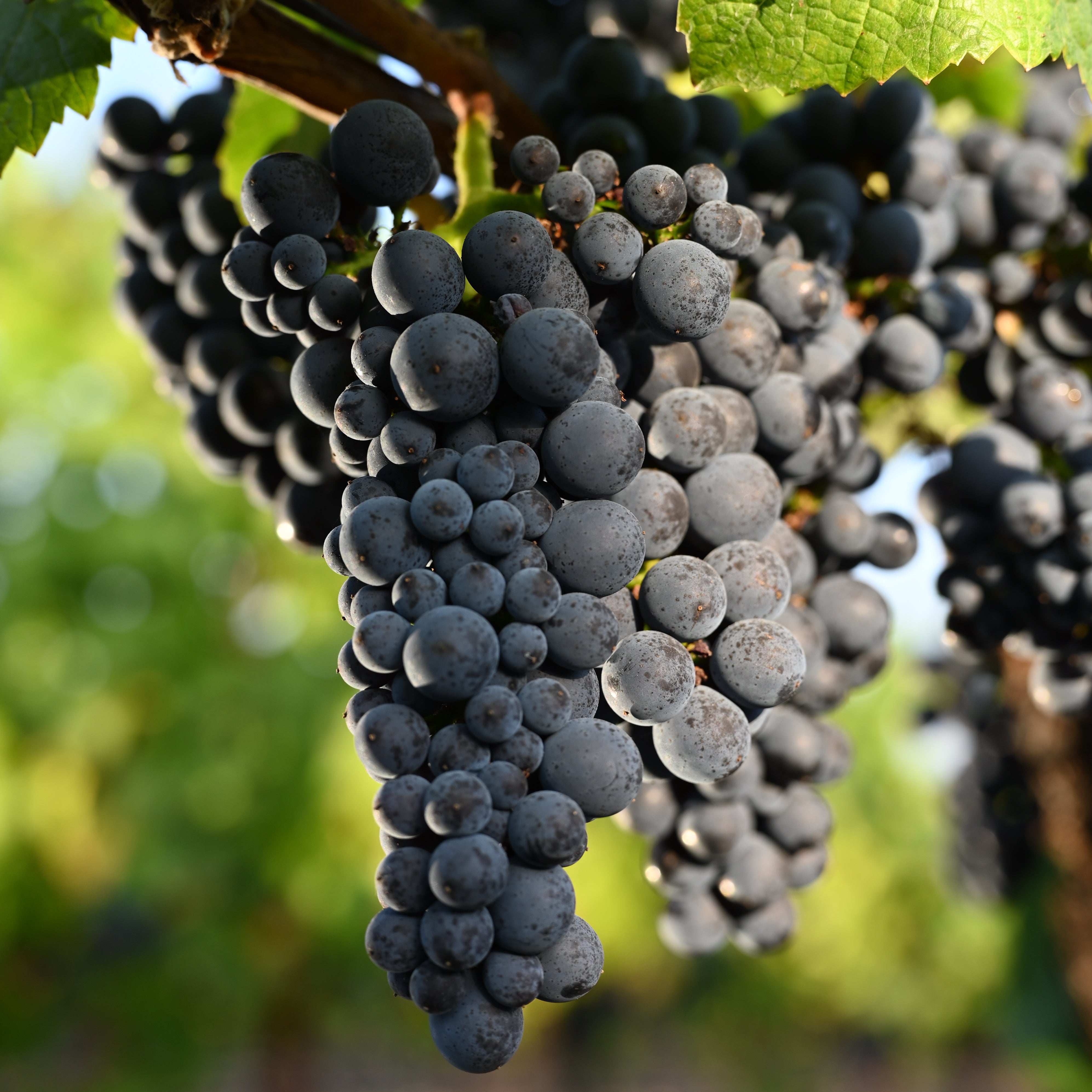 Thanksgiving Little Brother Pinot Noir – Halleck Vineyard