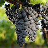 Thanksgiving Little Brother Pinot Noir
