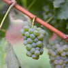 Thanksgiving Sauvignon Blanc