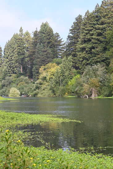 Russian River at Monte Rio, just 30 minutes form our Sebastopol Estate Vineyard Winery.